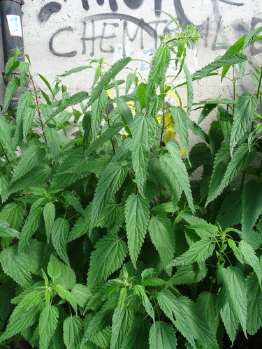 Grande ortie (Urtica dioica) — photo 3