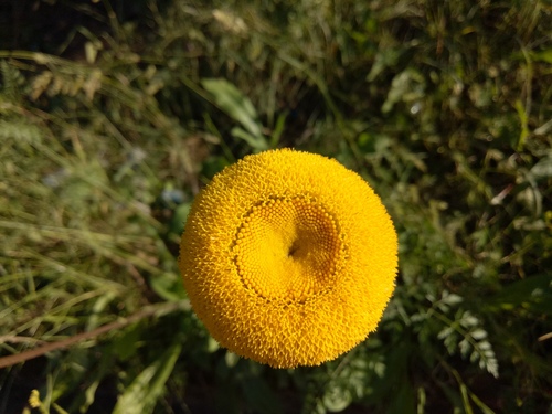 Chrysanthemum × grandiflorum — photo 1