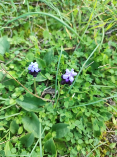 Muscari — photo 3