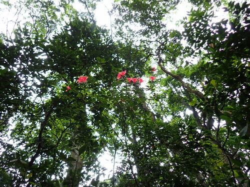 Rhododendron simsii — photo 3