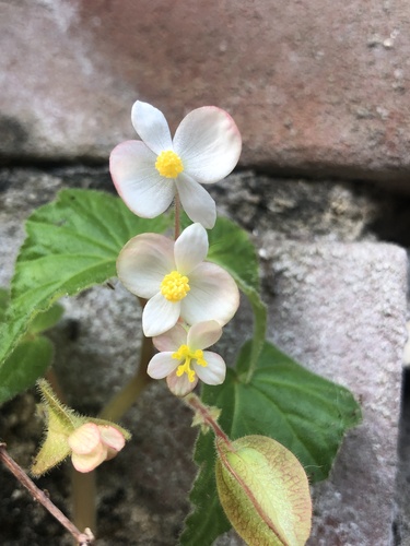 Begonia — photo 1