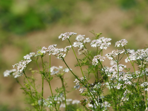 Coriandrum sativum — photo 1
