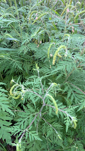 Ambrosia artemisiifolia — photo 2