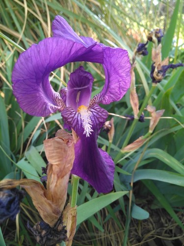 Iris des jardins (Iris × germanica) — photo 3