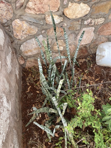 Sansevieria — photo 3