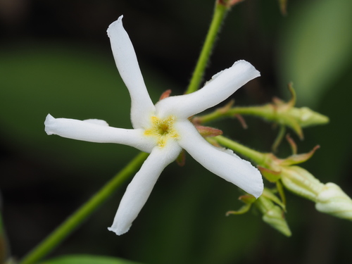 Trachelospermum jasminoides — photo 1