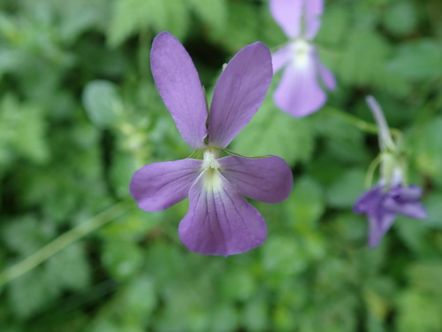 Pensée à corne (Viola cornuta) — photo 2