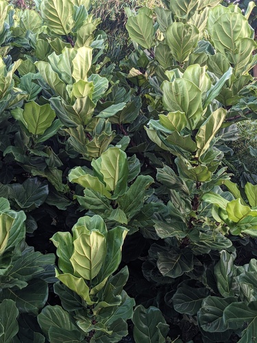 Ficus lyrata — photo 2