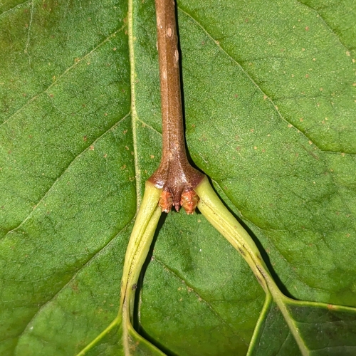 Syringa reticulata — photo 2
