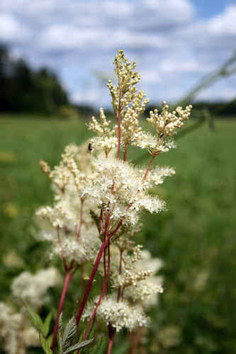 Filipendula ulmaria — photo 1
