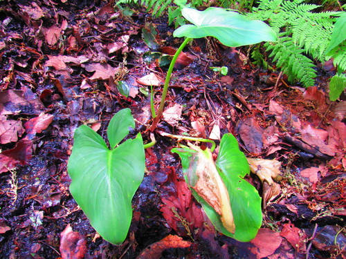 Arum d'Éthiopie (Zantedeschia aethiopica) — photo 3