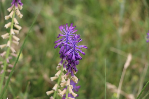 Muscari — photo 2