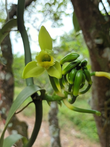 Vanilla planifolia — photo 2