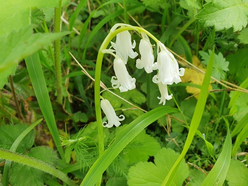 Hyacinthoides non-scripta — photo 2