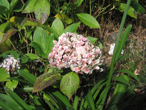 Hydrangea macrophylla — photo 2