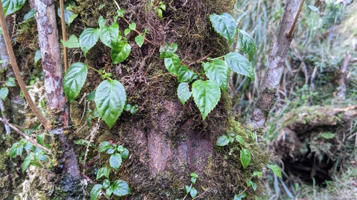 Hortensia grimpant (Hydrangea anomala) — photo 2