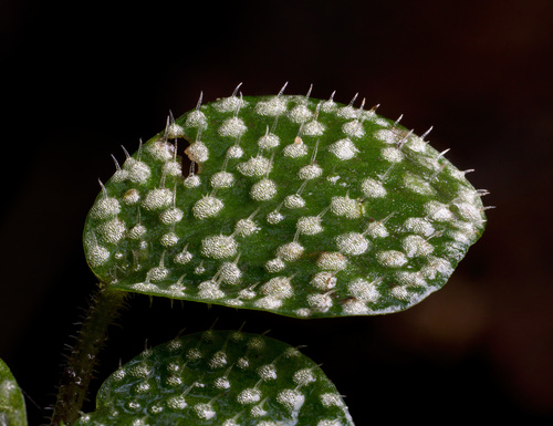 Peperomia — photo 3