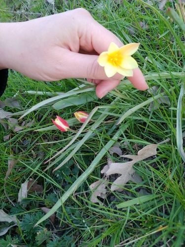Tulipe de Perse (Tulipa clusiana) — photo 2