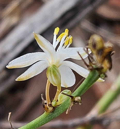 Chlorophytum comosum — photo 3