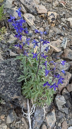 Delphinium — photo 2