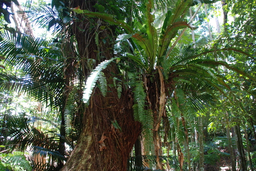 Asplenium nidus — photo 3