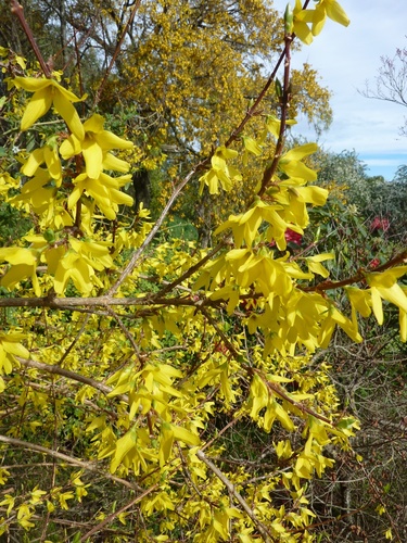 Forsythia — photo 1