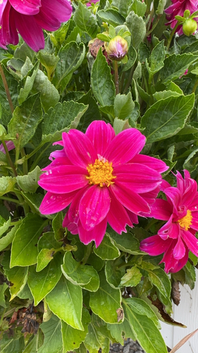 Dahlia pinnata — photo 1