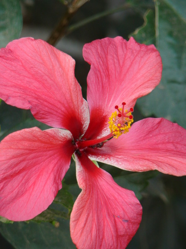 Tricolor hibiscus (Hibiscus ร rosa-sinensis): origin and uses โ photo 3