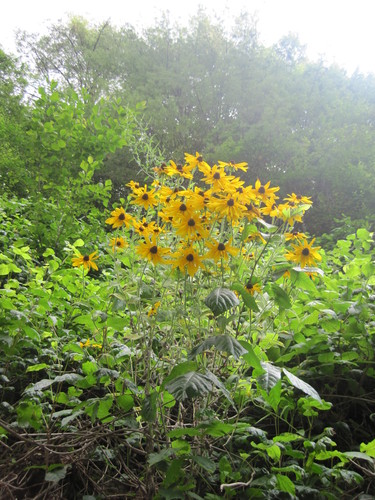 Rudbeckia hirta — photo 3