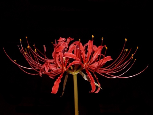 Lycoris radiata — photo 1