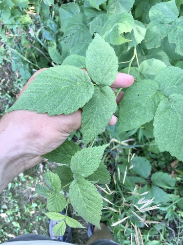 Rubus idaeus — photo 3