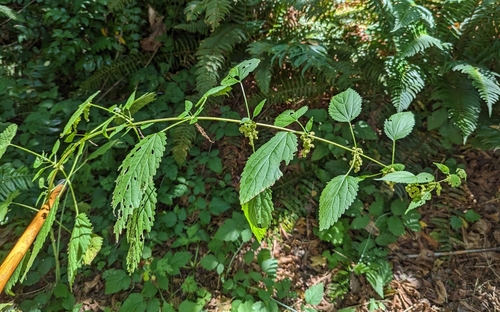 Grande ortie (Urtica dioica) — photo 2