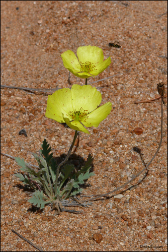 Pavot d'Islande (Oreomecon nudicaulis) — photo 3