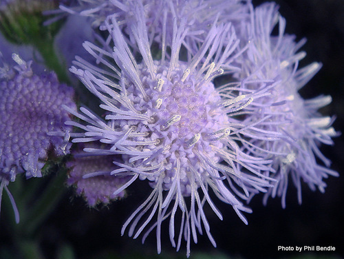 Ageratum houstonianum — photo 1