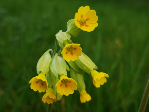 Primula veris — photo 1