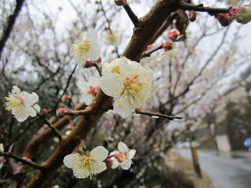 Prunus mume — photo 2