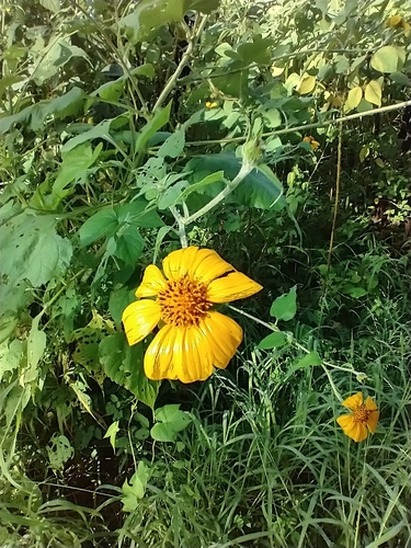 Tournesol mexicain (Tithonia rotundifolia) — photo 3