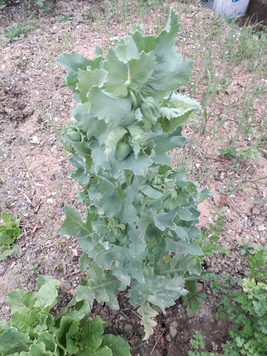 Pavot somnifère (Papaver somniferum) — photo 2