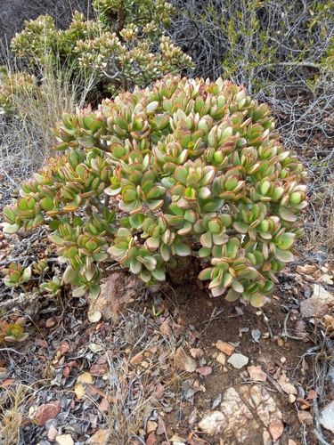 Crassula ovata — photo 2