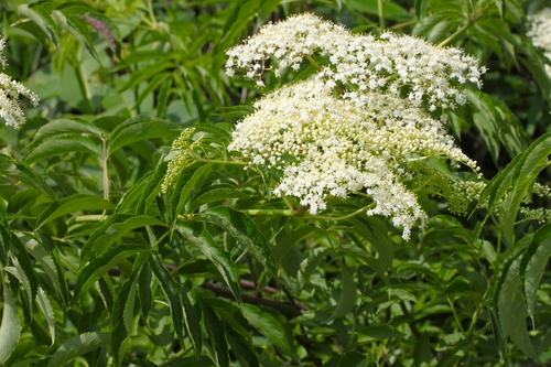 Sambucus nigra — photo 4