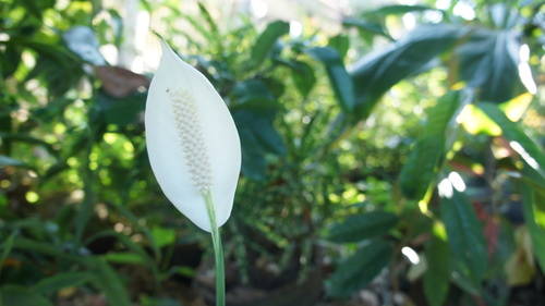 Spathiphyllum wallisii — photo 2