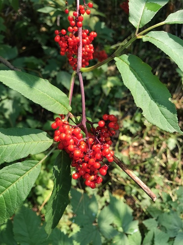 Sambucus racemosa — photo 1