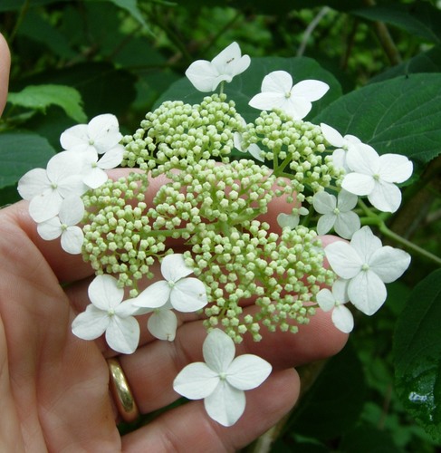 Hydrangea arborescens — photo 1