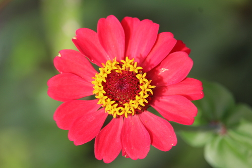 Zinnia elegans — photo 2