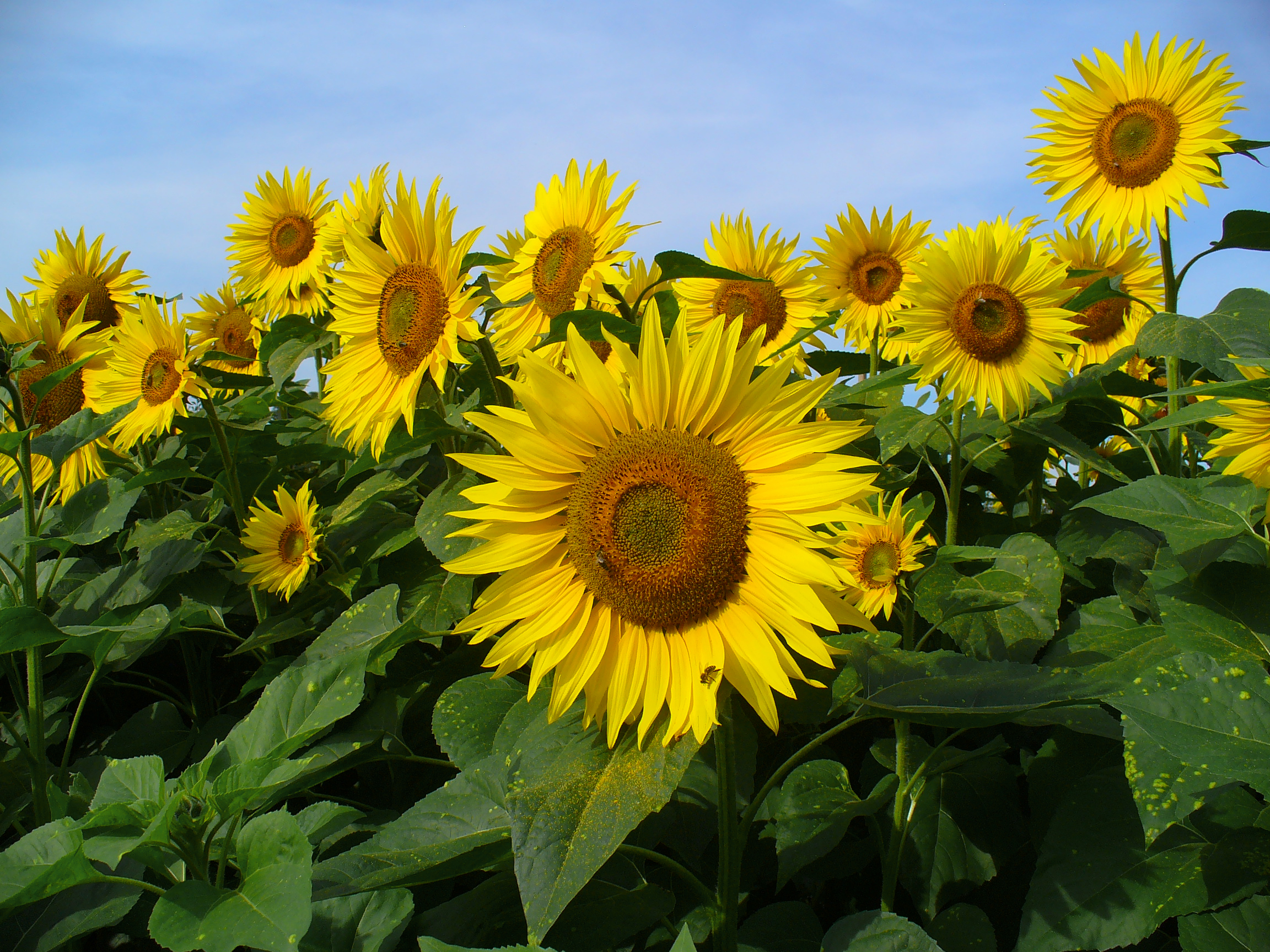 Tournesol Helianthus annuus
