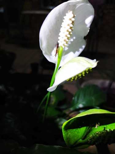 Spathiphyllum wallisii — photo 3