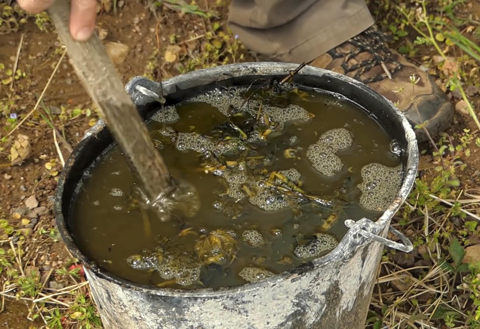 Seau de purin d'ortie en pleine fermentation, couvert d'un voile mousseux