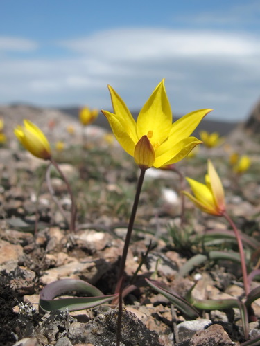 Tulipe (Tulipa) — photo 1