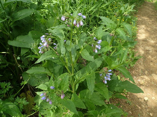 Consoude officinale (Symphytum officinale) — photo 1