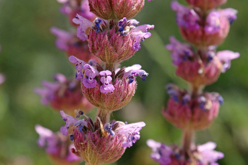 Nepeta — photo 1